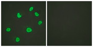 Anti-Histone H3 antibody produced in rabbit affinity isolated antibody