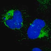 Anti-COX4I1 antibody produced in rabbit Prestige Antibodies® Powered by Atlas Antibodies, affinity isolated antibody, buffered aqueous glycerol solution