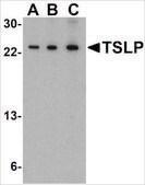 Anti-TSLP (ab2) antibody produced in rabbit affinity isolated antibody, buffered aqueous solution