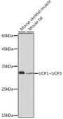 Anti-UCP1+UCP3 Antibody, clone 0S10O10, Rabbit Monoclonal