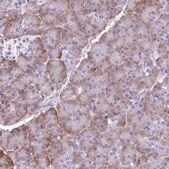 Anti-PDIA2 antibody produced in rabbit Prestige Antibodies® Powered by Atlas Antibodies, affinity isolated antibody, buffered aqueous glycerol solution
