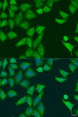 Anti-Eif2ak2 antibody produced in rabbit