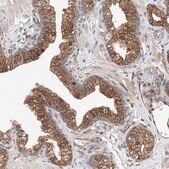 Anti-DNAH8 antibody produced in rabbit Prestige Antibodies® Powered by Atlas Antibodies, affinity isolated antibody, buffered aqueous glycerol solution, ab1