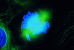 Anti-Mouse IgG (whole molecule)–FITC antibody produced in goat affinity isolated antibody, buffered aqueous solution