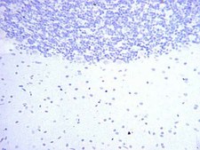 抗硝基酪氨酸抗体 Chemicon®, from rabbit