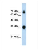 Anti-KEAP1 antibody produced in rabbit IgG fraction of antiserum