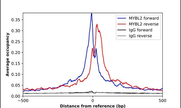 Anti-MYBL2 antibody produced in rabbit Prestige Antibodies® Powered by Atlas Antibodies, affinity isolated antibody