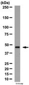 Anti-Neurexin-1-alpha Antibody from rabbit, purified by affinity chromatography