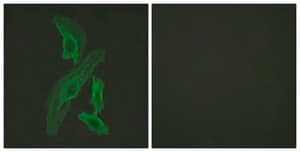 Anti-BCL-XL antibody produced in rabbit affinity isolated antibody