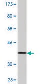 Monoclonal Anti-HOOK3 antibody produced in mouse clone 3A5, purified immunoglobulin, buffered aqueous solution