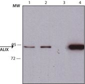 Monoclonal Anti-ALIX/PDCD6IP antibody produced in mouse clone ALIX-1, purified from hybridoma cell culture
