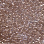 Anti-ALDH1L1 antibody produced in rabbit Prestige Antibodies® Powered by Atlas Antibodies, affinity isolated antibody