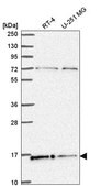 Anti-H2AFX antibody produced in rabbit Prestige Antibodies® Powered by Atlas Antibodies, affinity isolated antibody