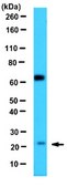 Anti-VEGF 165b Antibody, clone 56/1 clone 56/1, 1 mg/mL, from mouse