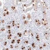 Monoclonal Anti-MUC2 antibody produced in mouse Prestige Antibodies® Powered by Atlas Antibodies, clone CL9148, purified immunoglobulin, buffered aqueous glycerol solution