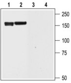 Anti-Potassium Channel Kv11.2 (erg2) antibody produced in rabbit affinity isolated antibody, lyophilized powder