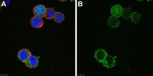 Anti-SCN2A Antibody, clone 3F19 ZooMAb® Rabbit Monoclonal recombinant, expressed in HEK 293 cells