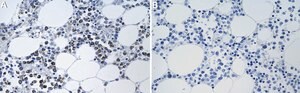 Anti-Bcl-xL Antibody, clone 1O8 ZooMAb® Rabbit Monoclonal recombinant, expressed in HEK 293 cells