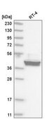 Anti-CREB3 antibody produced in rabbit Prestige Antibodies® Powered by Atlas Antibodies, affinity isolated antibody