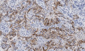 Anti-Integrin αVβ8 Antibody, clone EM13309 , ZooMAb® Rabbit Monoclonal recombinant, expressed in HEK 293 cells