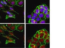 Anti-Sin1 Antibody, clone 1C7.2 clone 1C7.2, from mouse