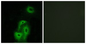 Anti-5-HT-2A antibody produced in rabbit affinity isolated antibody