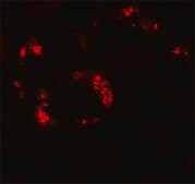 Anti-KANK2 antibody produced in rabbit affinity isolated antibody, buffered aqueous solution