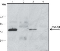 Anti-Glycogen Synthase Kinase-3β (GSK-3β) antibody produced in rabbit affinity isolated antibody, buffered aqueous solution