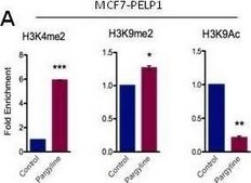 Anti-dimethyl-Histone H3 (Lys9) Antibody Upstate®, from rabbit