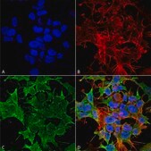 Monoclonal Anti-GABA A Receptor-R-Phycoerythrin antibody produced in mouse clone S399-19
