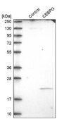 Anti-CEBPG antibody produced in rabbit Prestige Antibodies® Powered by Atlas Antibodies, affinity isolated antibody, buffered aqueous glycerol solution
