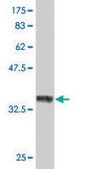 ANTI-RUNX2 antibody produced in mouse clone 3F5, purified immunoglobulin, buffered aqueous solution