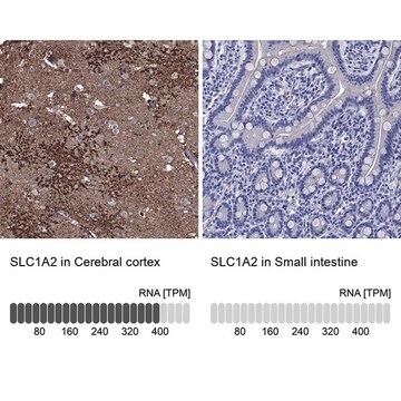 Anti-SLC1A2 antibody produced in rabbit Prestige Antibodies&#174; Powered by Atlas Antibodies, affinity isolated antibody, buffered aqueous glycerol solution
