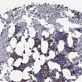 Anti-EPX antibody produced in rabbit Prestige Antibodies® Powered by Atlas Antibodies, affinity isolated antibody, buffered aqueous glycerol solution