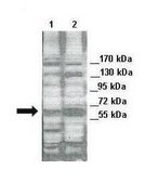 Anti-STK3 antibody produced in rabbit affinity isolated antibody