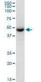 Anti-TUFM antibody produced in mouse purified immunoglobulin, buffered aqueous solution