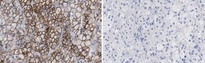Anti-SCARB1 Antibody, clone 3B15 ZooMAb® Rabbit Monoclonal recombinant, expressed in HEK 293 cells