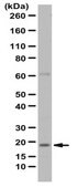 Anti-TSLP Antibody from rabbit, purified by affinity chromatography