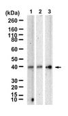 Anti-IL-12A Antibody, clone 1G10 ZooMAb® Rabbit Monoclonal recombinant, expressed in HEK 293 cells