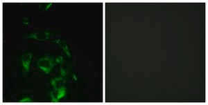 Anti-EIF4G antibody produced in rabbit affinity isolated antibody