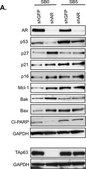 Anti-Bak Antibody, NT Upstate®, from rabbit