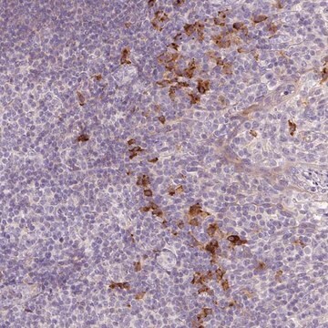 Anti-HAX1 antibody produced in rabbit Prestige Antibodies® Powered by Atlas Antibodies, affinity isolated antibody, buffered aqueous glycerol solution
