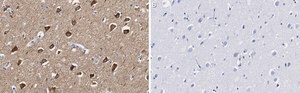 Anti-CaM Kinase IIα Antibody, clone 1C20 ZooMAb® Rabbit Monoclonal recombinant, expressed in HEK 293 cells