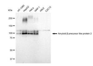 KD-Validated Anti Amyloid beta precursor like protein 2 Antibody, clone 23GB1595, Rabbit Monoclonal clone 23GB1595, recombinant rabbit monoclonal, expressed in HEK293 cells