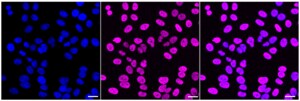 KD-Validated Anti TARBP2 Antibody, clone 24GB2425, Rabbit Monoclonal clone 24GB2425, recombinant rabbit monoclonal, expressed in HEK293 cells