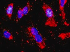 Monoclonal Anti-PRKAA2 antibody produced in mouse clone 1G8, purified immunoglobulin, buffered aqueous solution