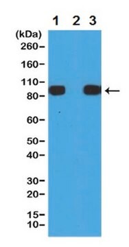 Anti-Histidine Tag Antibody, clone RM146 clone RM146, from rabbit