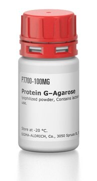 蛋白G-琼脂糖 lyophilized powder, Contains lactose stabilizers that must be removed prior to use.