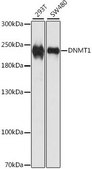 Anti-DNMT1 antibody produced in rabbit