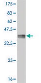 Monoclonal Anti-MYBL2, (C-terminal) antibody produced in mouse clone 1C7, purified immunoglobulin, buffered aqueous solution